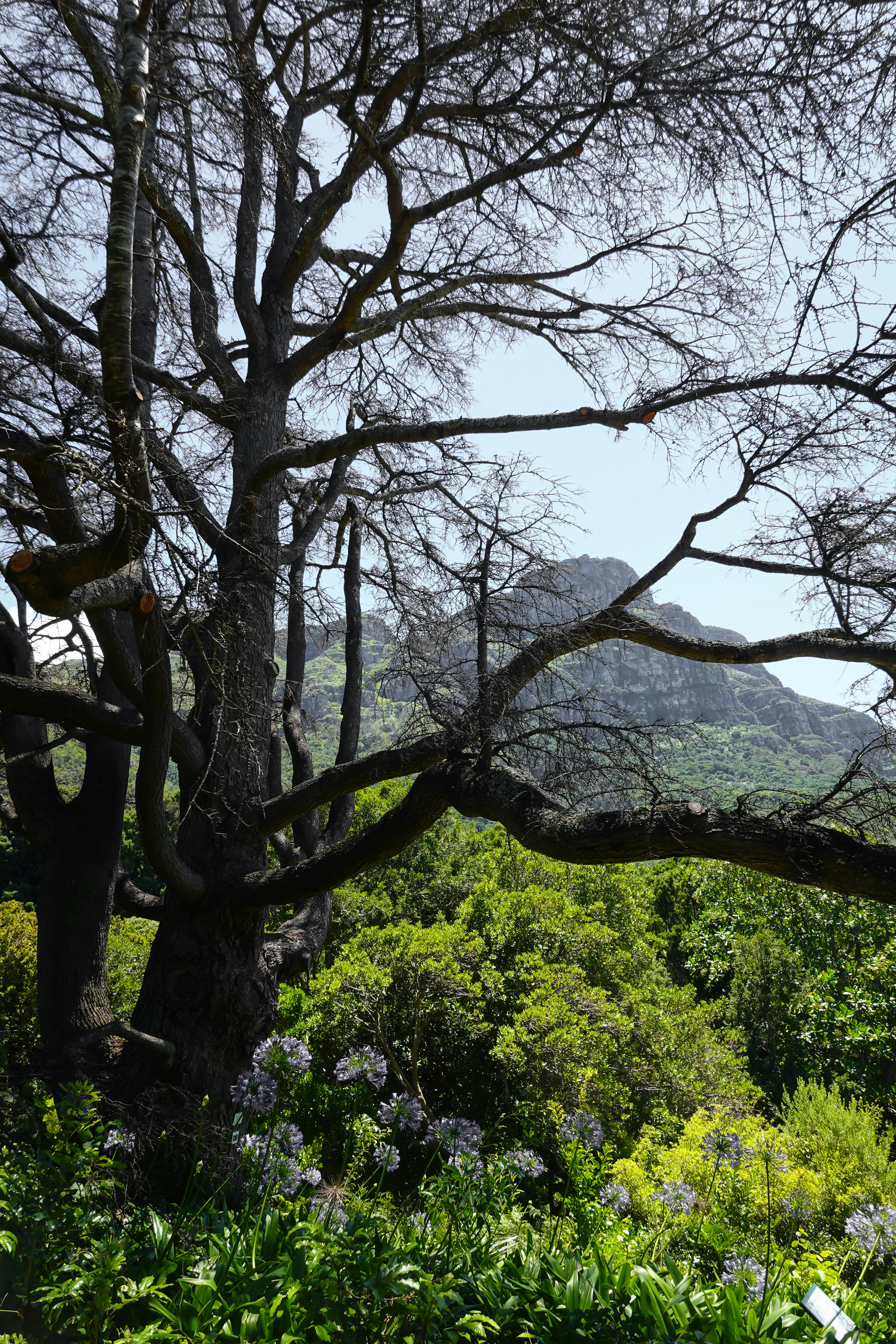Cape Town Travel Guide; Explore iconic attractions, natural wonders, and cultural gems in South Africa’s vibrant coastal city in 2026. Kirstenbosch Botanical Gardens